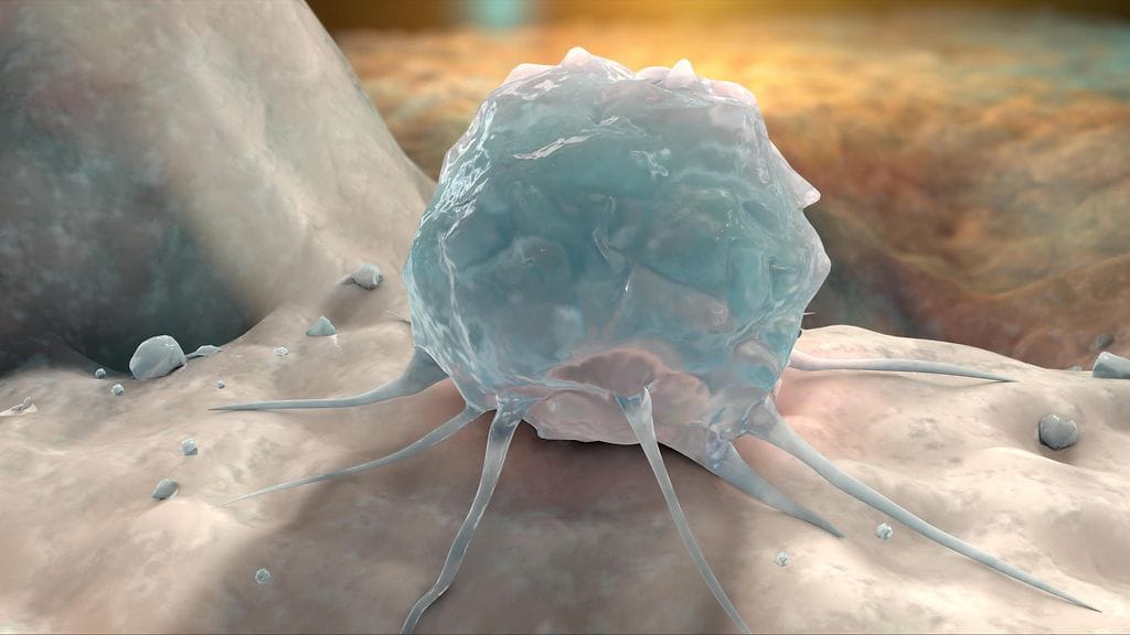 Kuvituskuva: Kantasolu luussa.