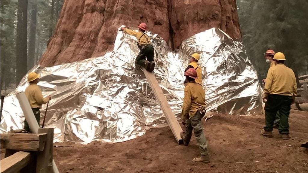 Maailman suurin puu Kenraali Sherman.