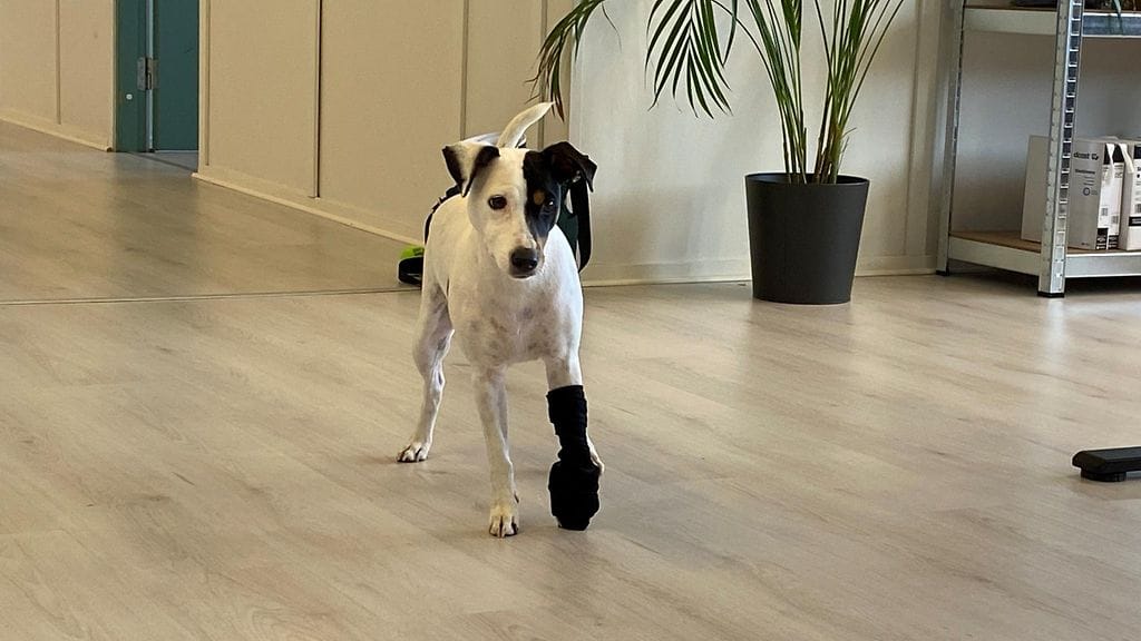 Puukipsi, koira, Dassiet