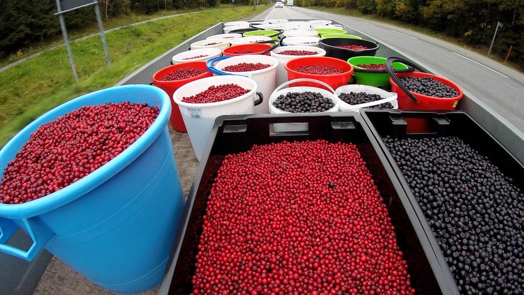 Aimo Karppisen keräämät marjat matkalla