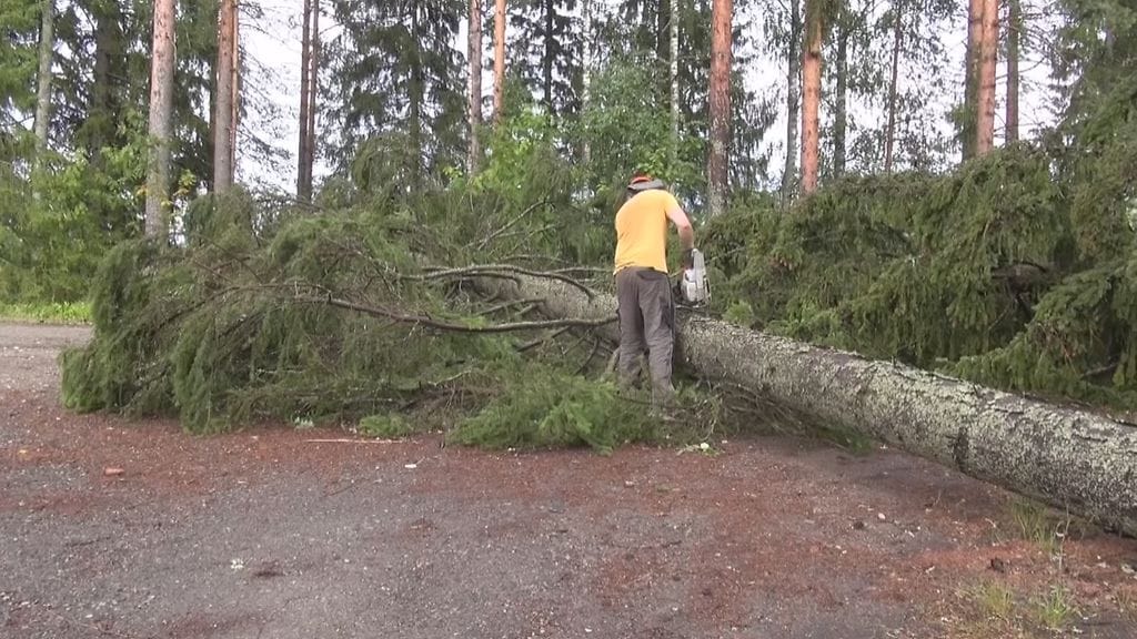 Myrsky, kaatunut puu