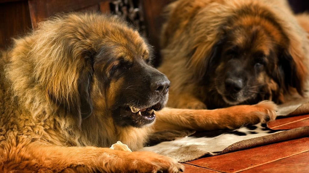 Leonberginkoira on huomattavan suurikokoinen ja voimakas eläin. Kuvituskuva.