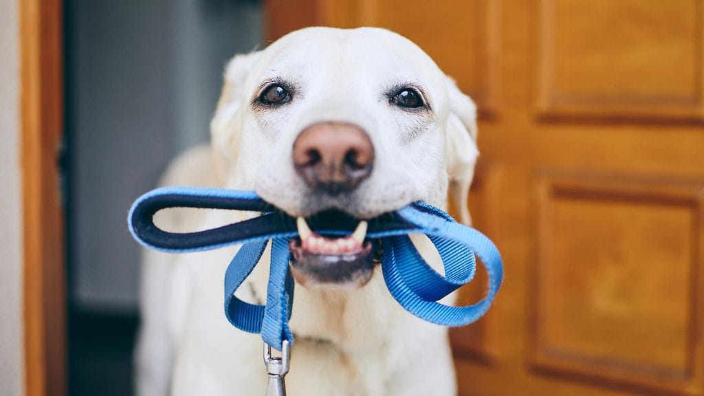 Aktiivisesti lenkitetyn koiran mielikin pysyy virkeämpänä.