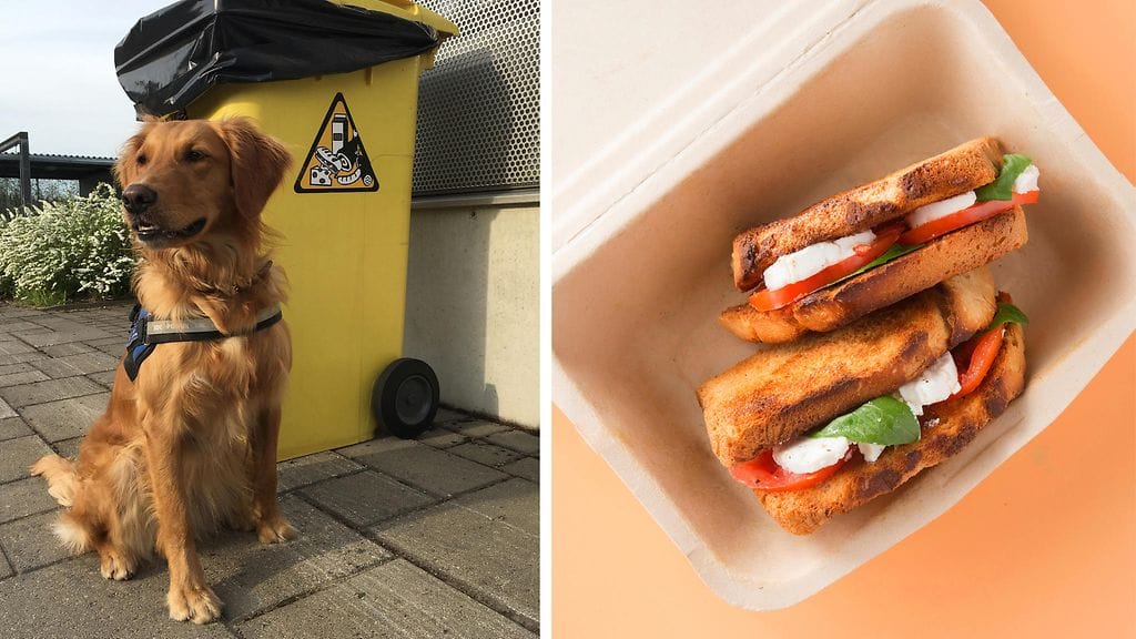 Ruokakoira Aino työskentelee Tullin apuna ja auttaa elintarvikkeiden valvonnassa.