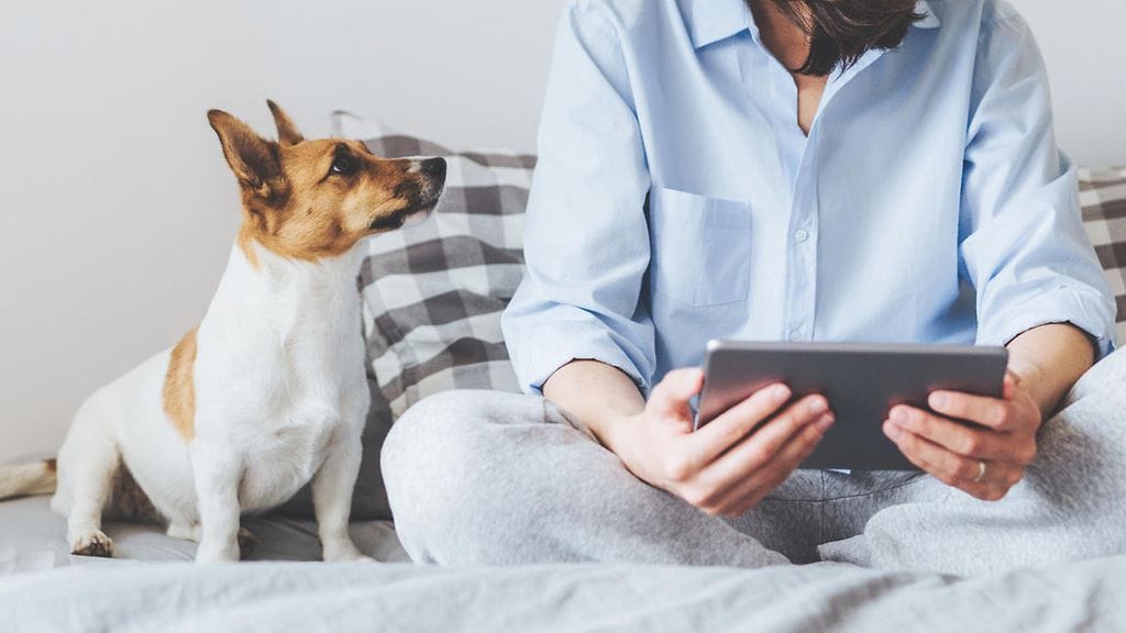 Onko katsomasi hassunhauska eläinvideo hauska myös koirastasi? Kuvituskuva.