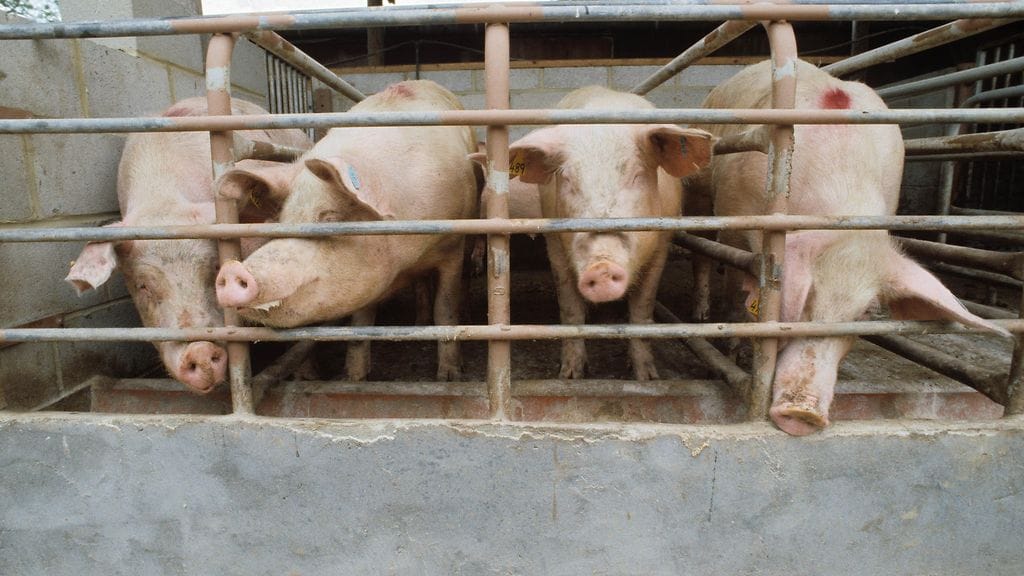 Sikoja maatilalla Wrothamissa Kentin kreivikunnassa Englannissa.