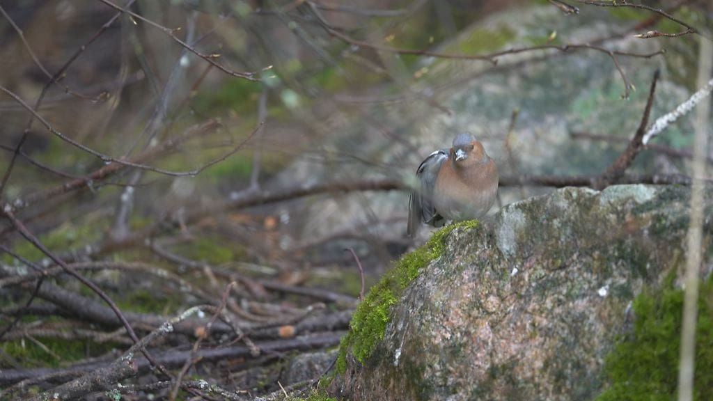 Muuttolinnut, peippo