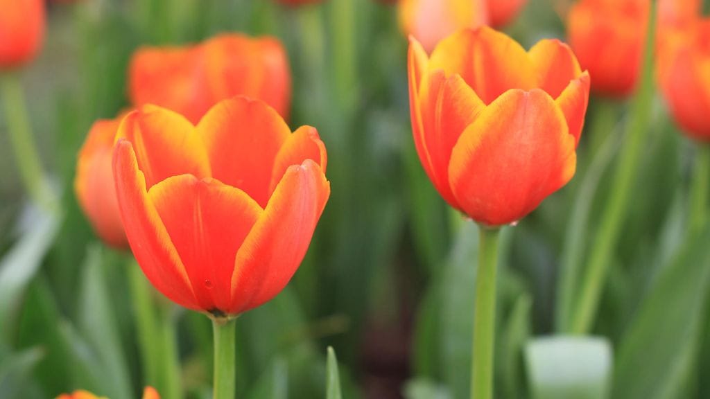 Paras aika istuttaa tulppaanien kukkasipulit on lokakuussa.