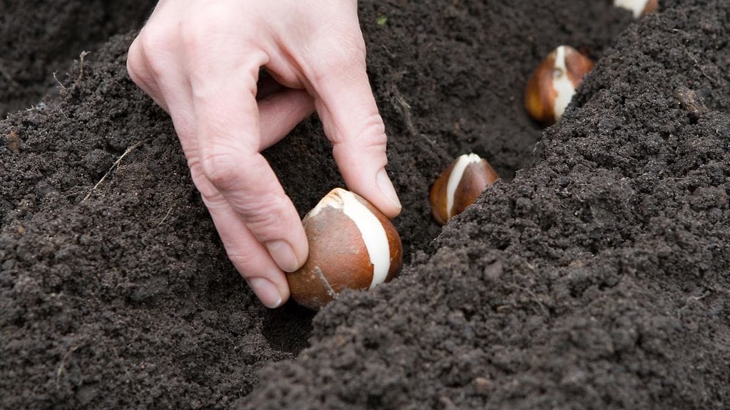 kukkasipulien istutus