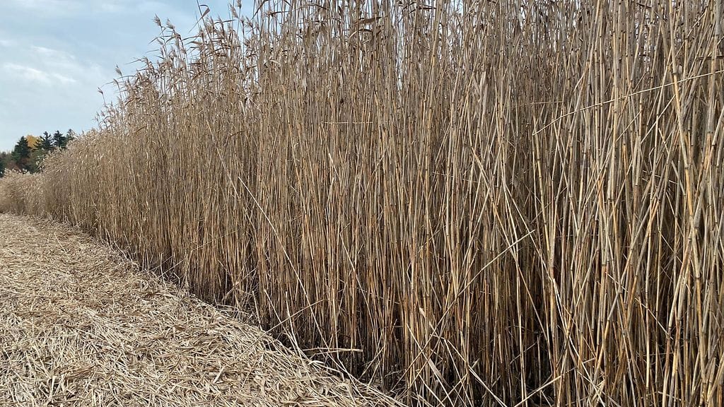 Ruovikko, ruoko, niitto