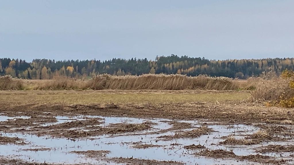 Ruovikko, niittolaue