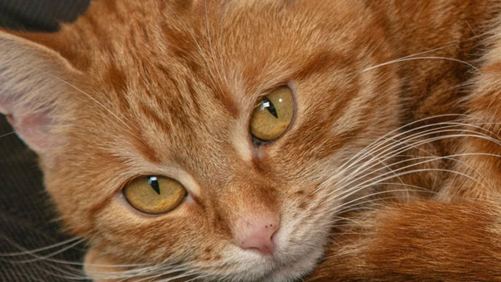 Kuvituskuva. Tämä kissa ei liity juttuun.