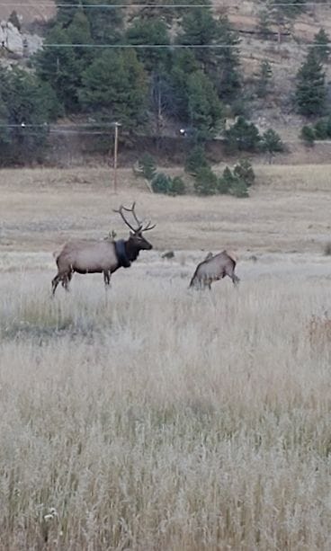 kanadanhirvi rengas kaulassa2