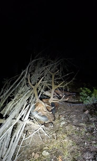 kanadanhirvi rengas kaulassa3