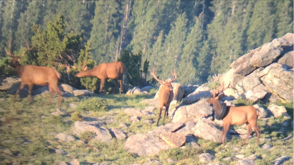 Eläin nähtiin ensimmäisen kerran vuonna 2019.
