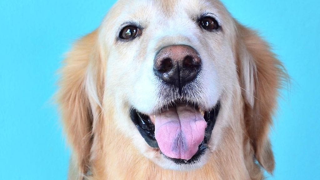 Kultaisennoutajan suloisesta videosta on tullut hurja somehitti. Kuvituskuva.