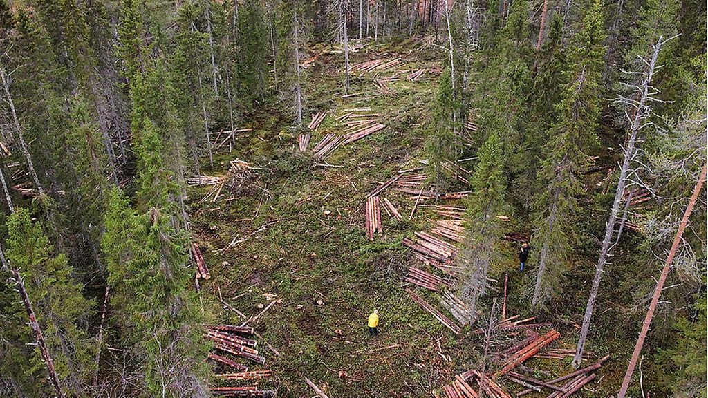 Greenpeacen kuva Valtio hakkaa luonnonmetsiä Suomussalmella – Greenpeace paikalla