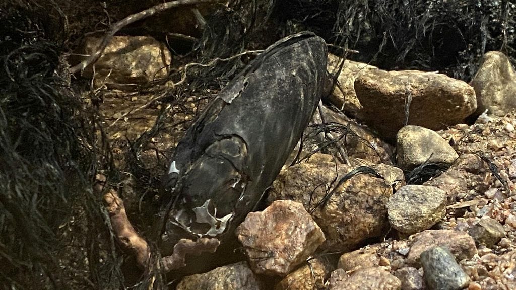 Poliisi odottaa asiantuntijoiden lausuntoa siitä, kuinka paljon raakkuja Puolangalla on vahingoittunut tai tuhoutunut.