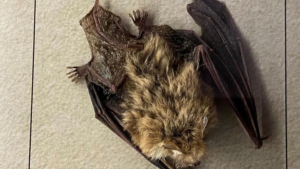 Ripsisiippa, erittäin uhanalainen