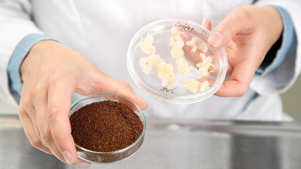 Kahvin kasvisoluviljelmä (oikealla) ja paahdettua VTT:n solumaatalouteen perustuvalla menetelmällä tuotettua kahvia