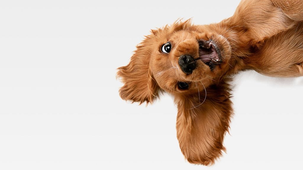 TikTokissa on ihastuttu kuperkeikkoja tekevään Sampson-koiraan.