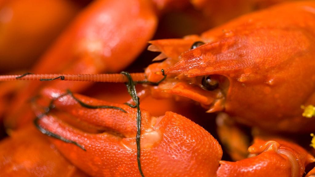 Ravustuskausi käynnistyy tulevana sunnuntaina