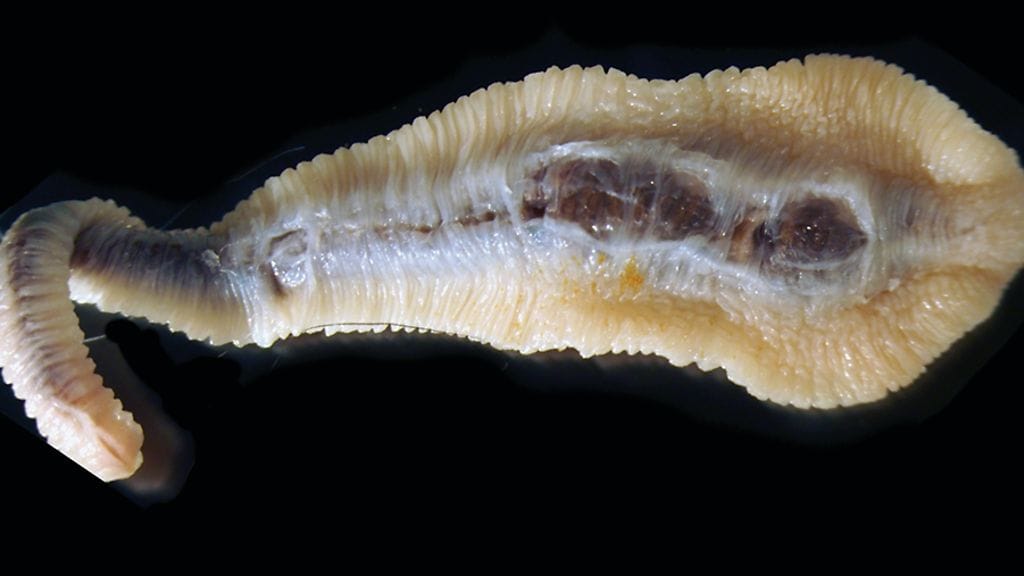 Espanjasta tuodulta koiralta löydetyn Linguatula serrata -kielimadon pituus oli kolmisen senttimetriä. Kuva: Satu Leppänen