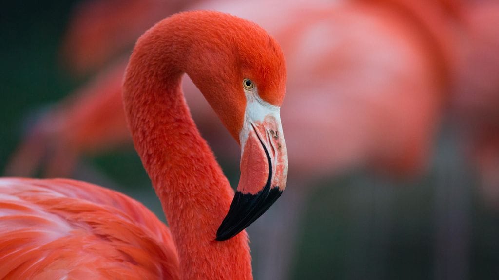 Flamingojen pinkki väri ei ole pelkästään synnynnäinen ominaisuus. Kuvituskuva.