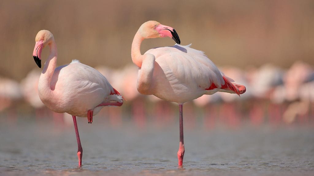 shutterstock_706944724