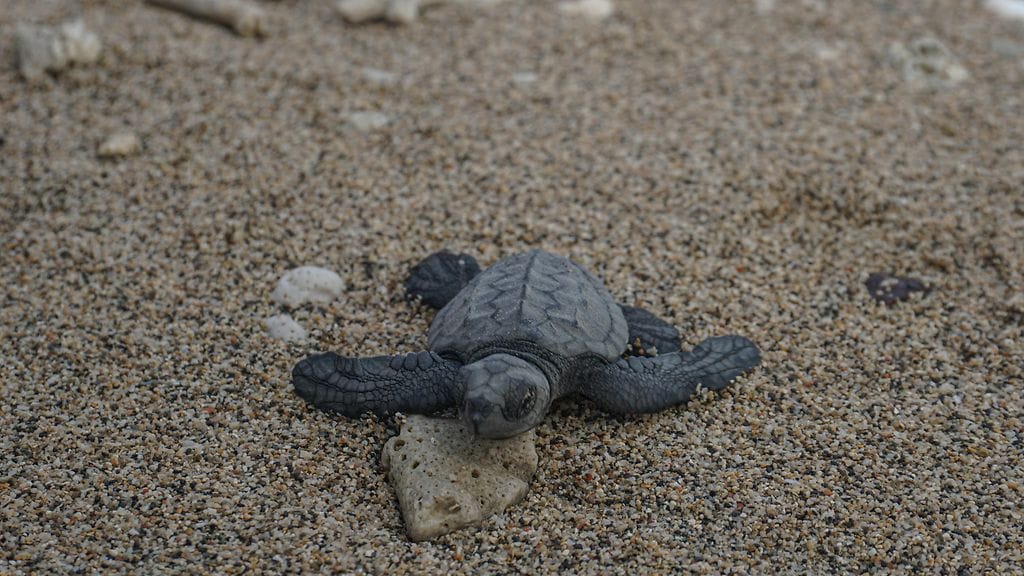Etelänbastardikilpikonna rannalla Balilla, Indonesiassa.