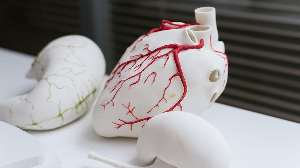 Tulevaisuudessa ihmiselle saatetaan tulostaa "varaosia" hänen omien kudostensa avulla. Kuvituskuva.