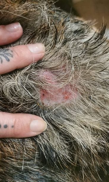 Laran turkkia. Kuva Laura Vesa