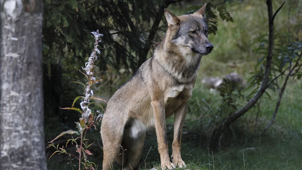 Kuvan susi ei liity tapaukseen.