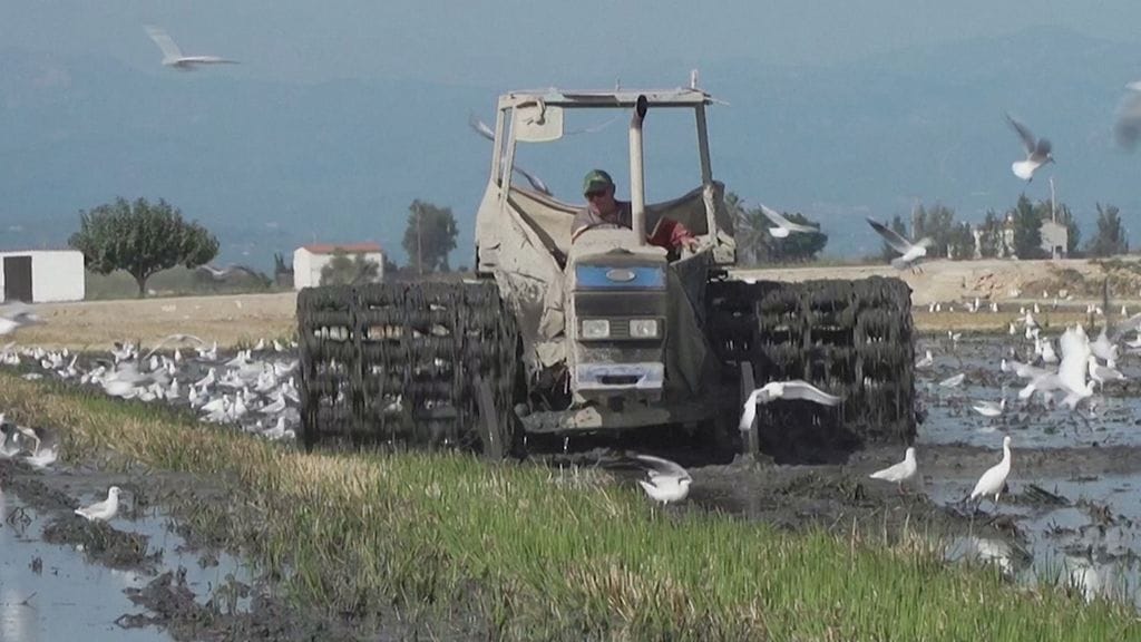 Merenpinta nousee, Espanja, riisipelto