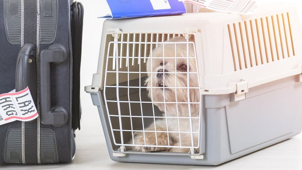 Lentokoneen ruumassa matkustaminen voi olla lemmikille stressaavaa. Kuvituskuva.