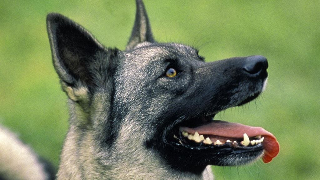 Pelastuslaitoksen mukaan kyseessä oli harmaa norjanhirvikoira. Kuvan koira ei liity kyseiseen tapaukseen.