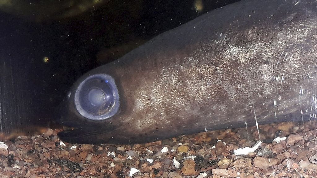 LK 11.11.2021 Maretariumissa mätiä luonnollisesti tuottanut ankerias. Maretariumin yli 40-vuotias naarasankerias koki ennen näkemättömän muodonmuutoksen, tässä näkyy suurentunut silmä.