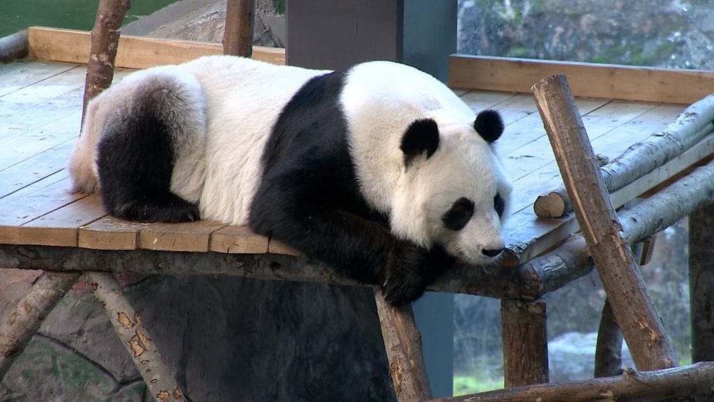Lumi-panda, marraskuu 2021