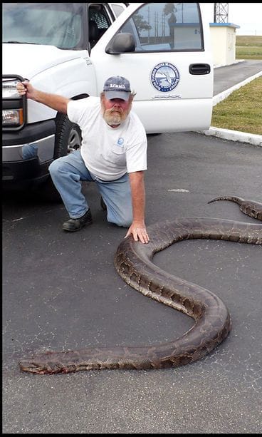 Burmanpyton, Everglades, AOP
