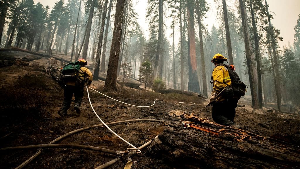 Palotuhojen seurauksena puut joko kuolivat tai niiden odotetaan kuolevan seuraavan viiden vuoden aikana.