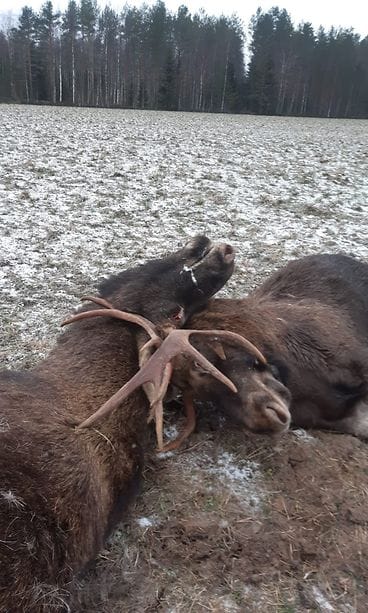 Hirvet kiinni sarvistaan 2