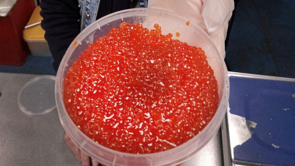 Lohen mätiä, eli venäläisittäin punaista kaviaaria, myyntiin moskovalaistorilla tänään kovaan hintaan.