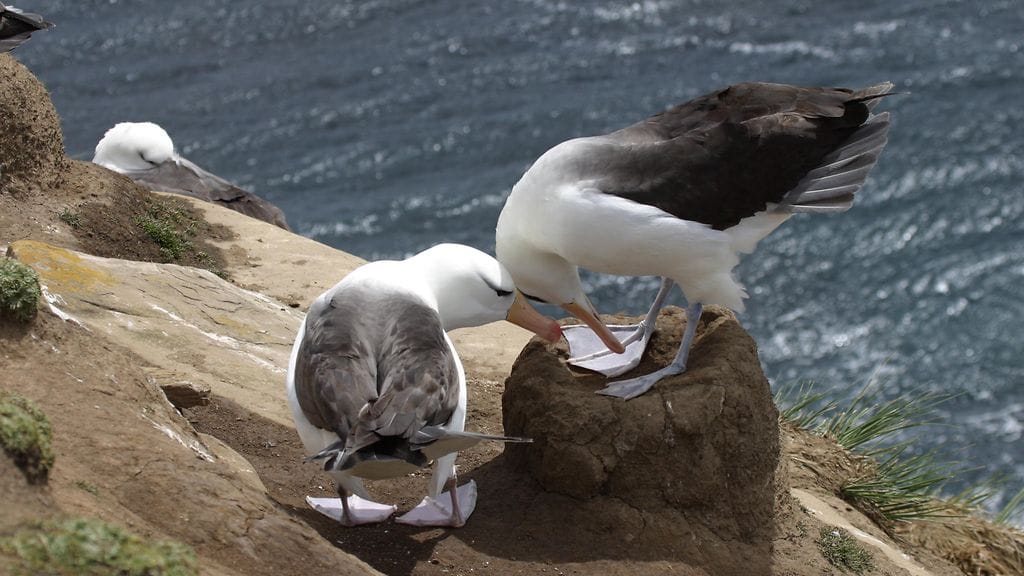 Lämmin merivesi nostaa albatrossien stressitasoa, mikä saattaa johtaa pariskuntien eroon, tutkijat pohtivat.