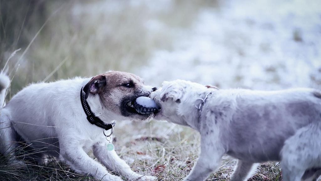 poliisikoirat Jekku ja Patrik