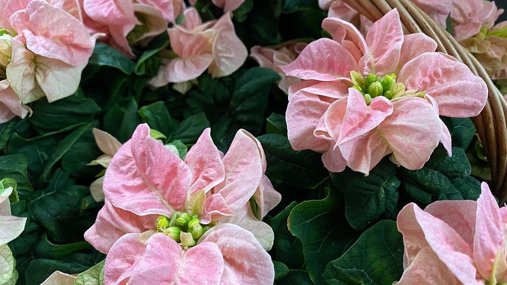 joulukukka-asetelma (2)