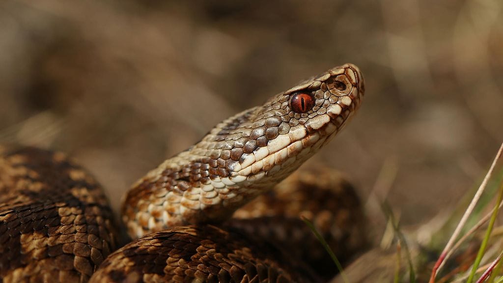 Malmön viisukylässä on bongattu odottamaton vieras, kun alueen vartija havaitsi vapaana luikertelevan käärmeen / kuvituskuva