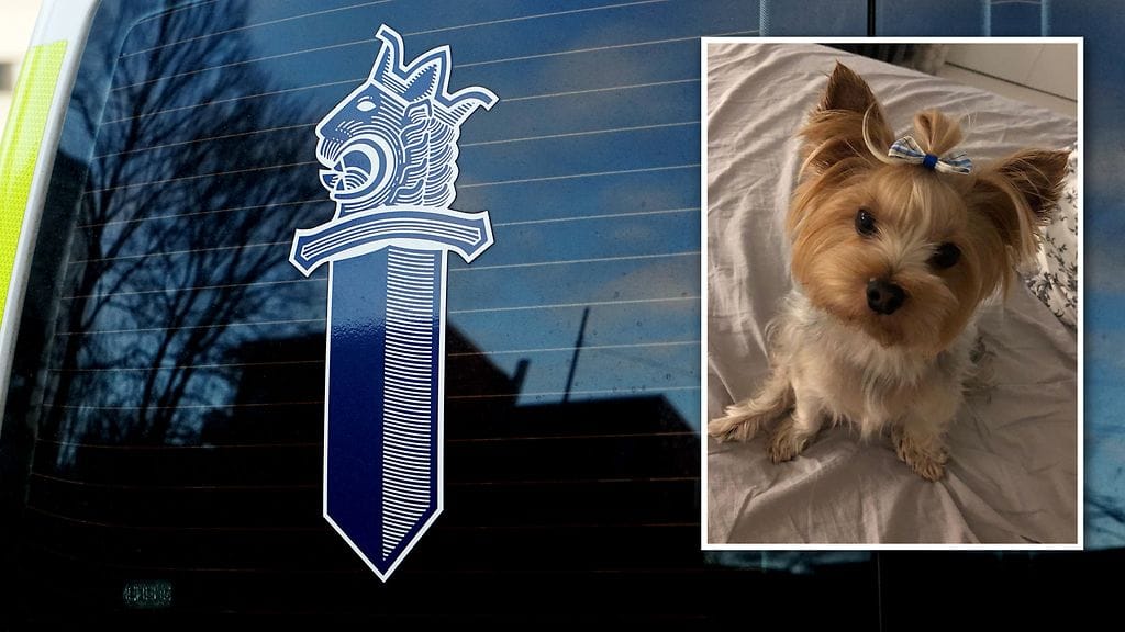 Toinen koira on saatu kotiin, mutta kuvan koira on yhä kateissa.