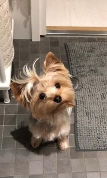 Liningasta kateissa oleva koira