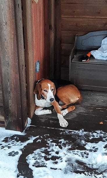 Etelä-Savon pelastuslaitos pelasti koiran saaresta. Kuva: Timo Suoninen