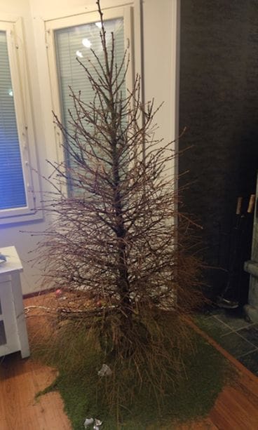 "Tästä se meidän kaunis kuusemme, jota kaikella rakkaudella hoidettiin, mutta silti se kuoli."